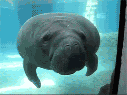 A Manatee Pushes Its Nose Up Against The Glass.