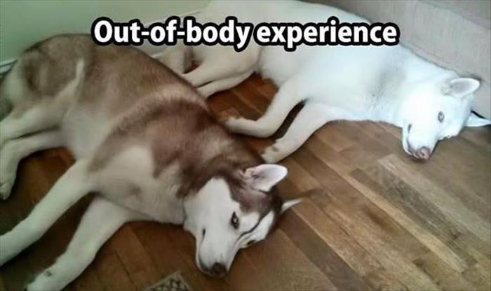 Amazing out of body experience of a dog captured on film.