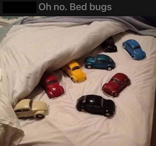 Bed bugs.