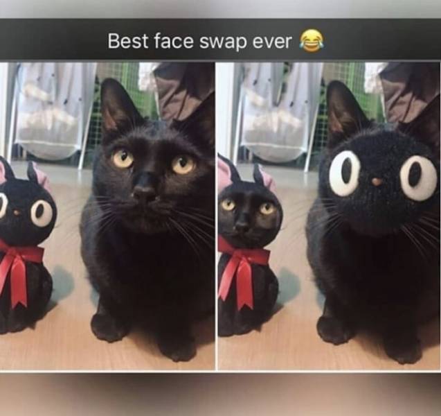 Best cat face swap ever!