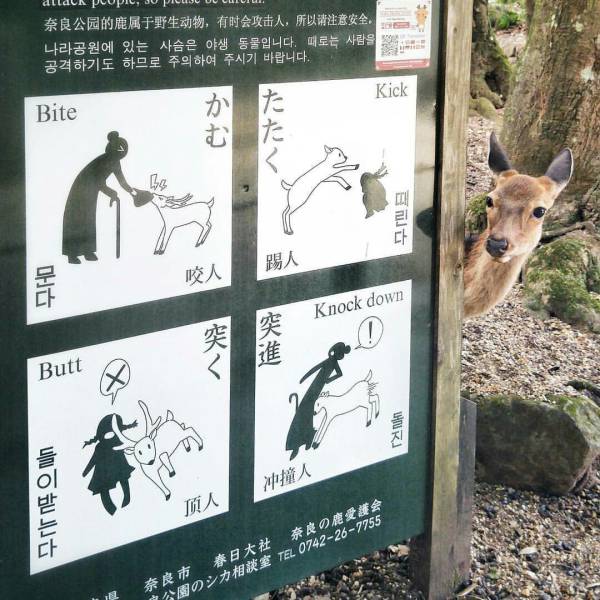 Beware of the deer.
