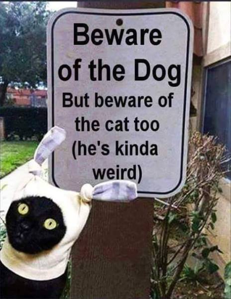 Beware of the dog.