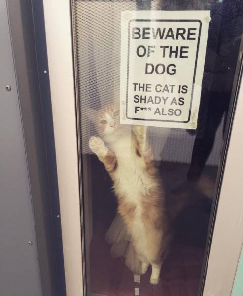 Beware of the dog...and cat.