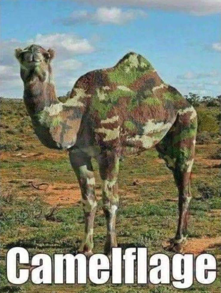 Camelflage.