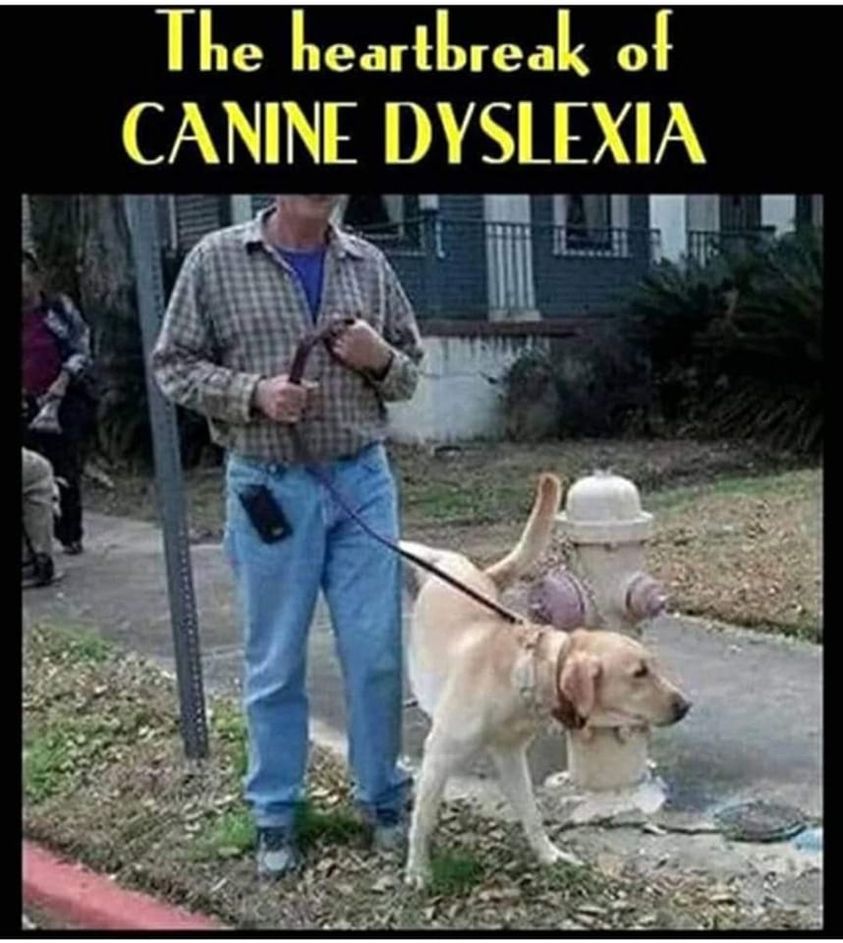 Canine dyslexia.