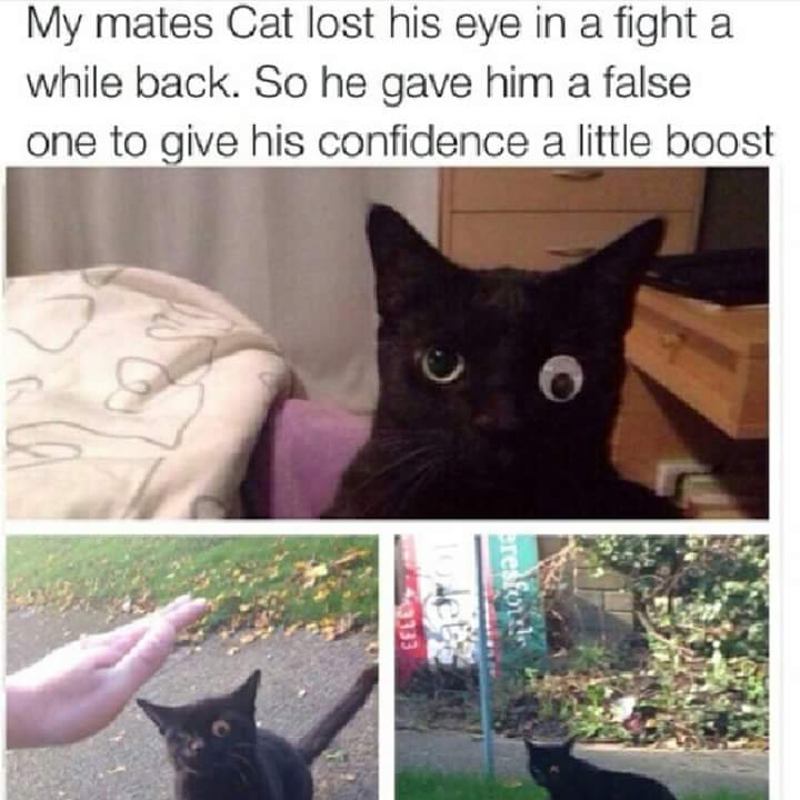 Cat lost one of his eyes in a fight, so his kind owner gave him a fake one to boost his confidence.