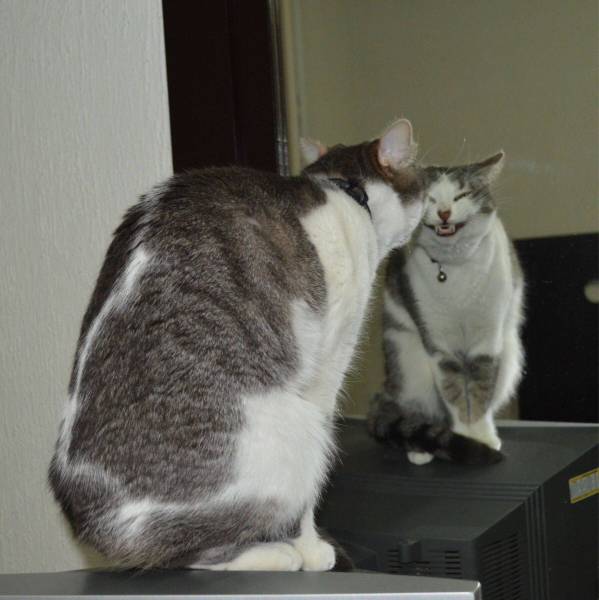 Cat practicing its smile technique in the mirror.