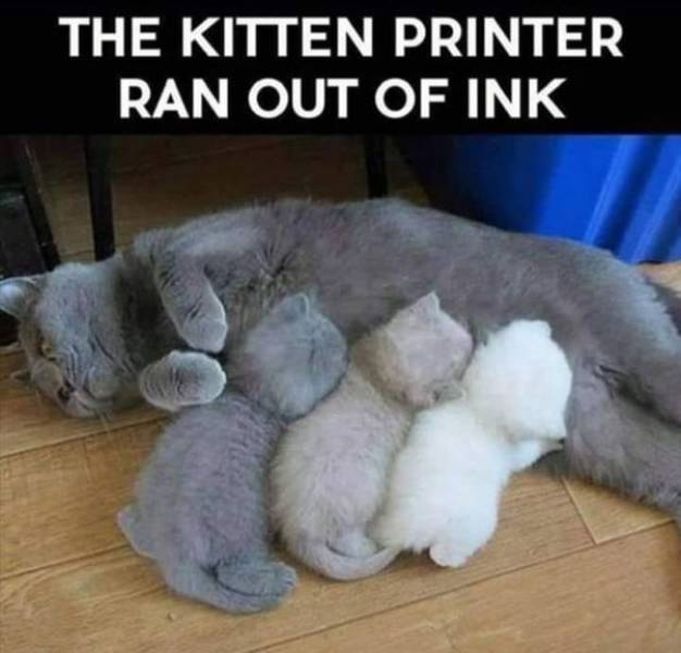 Kitten printer ran out of ink.