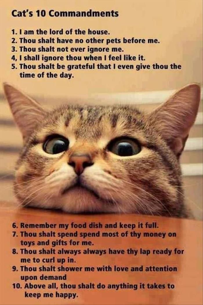Cat's 10 Commandments