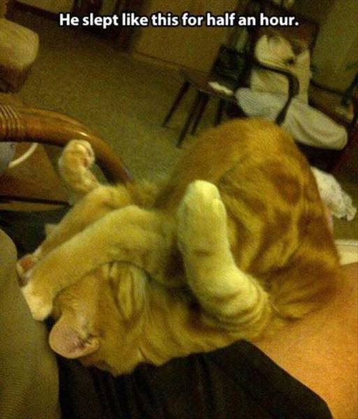 Cats are capable of sleeping in any position.