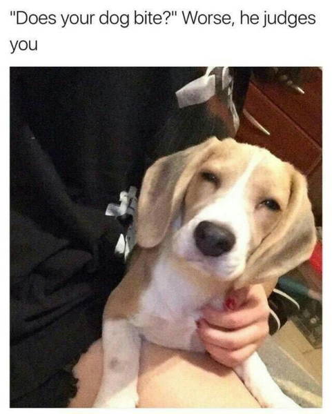 Does your dog bite?