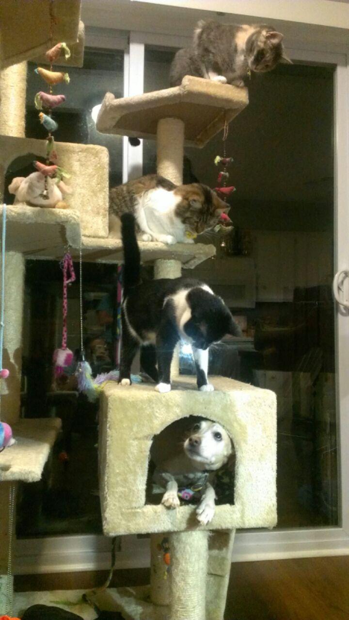 Dog decides to join three cats playing on a cat tree.