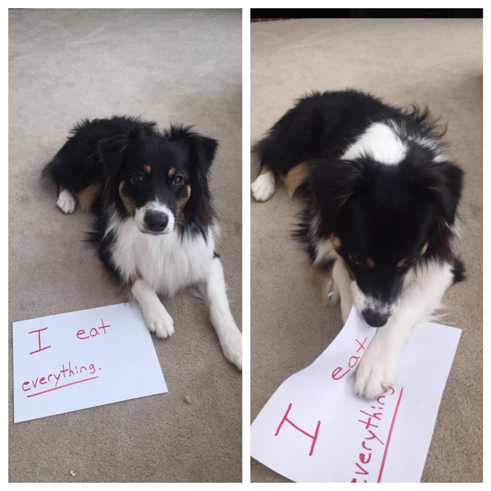 Don't waste your time trying to dog shame this one.