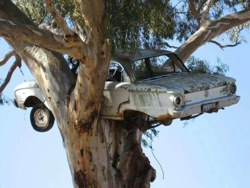 Extremely rare photo of a Falcon nesting in a tree.