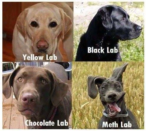 Four Different Dog Breeds Of The Labrador Retriever