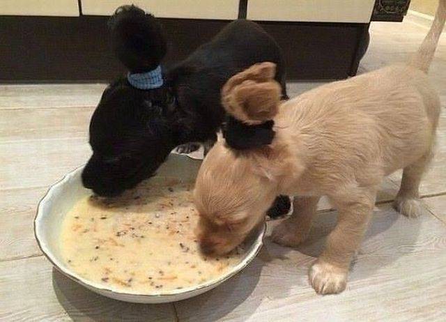Great idea to keep your dogs big floppy ears out of the food bowl.