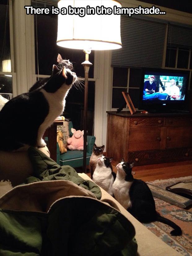 Hours of entertainment is to be had by watching cats stare at a bug in a lamp shade.