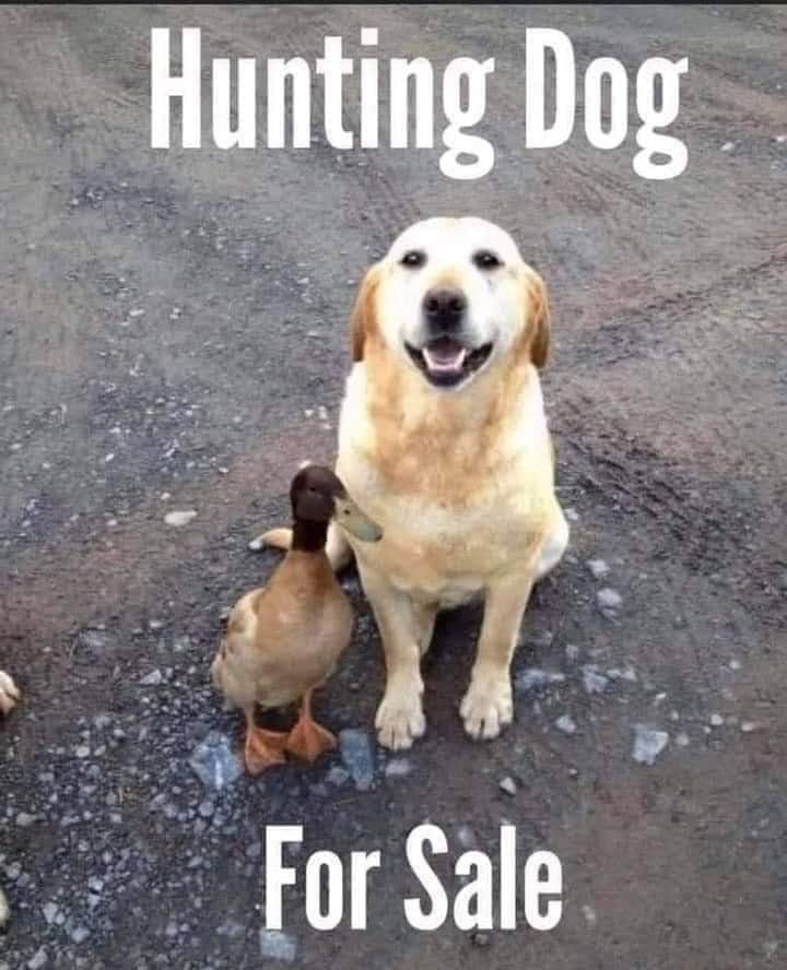 Hunting dog for sale.