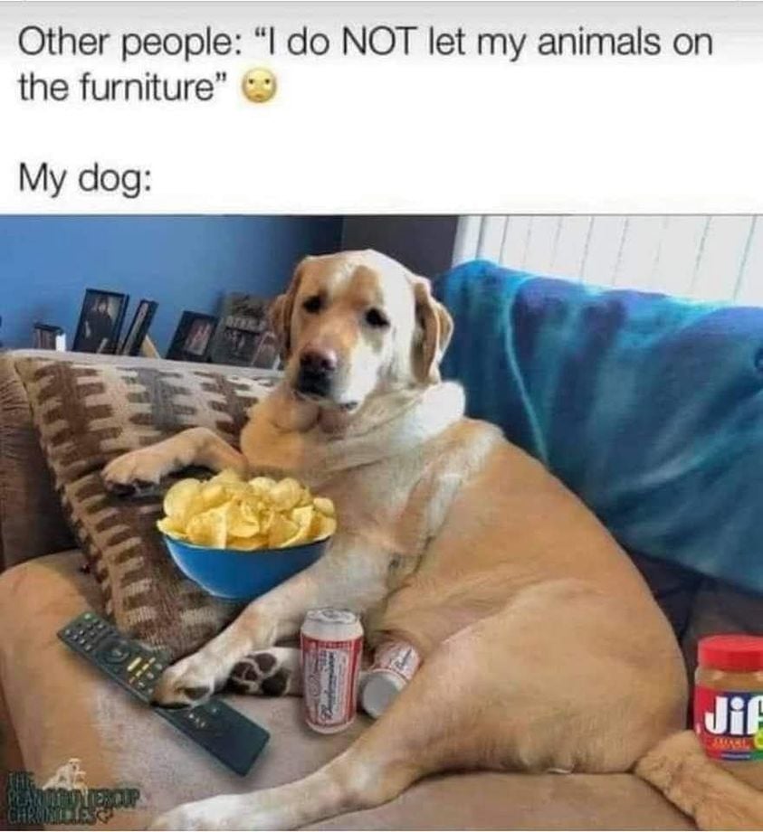 I let my animals on the furniture.
