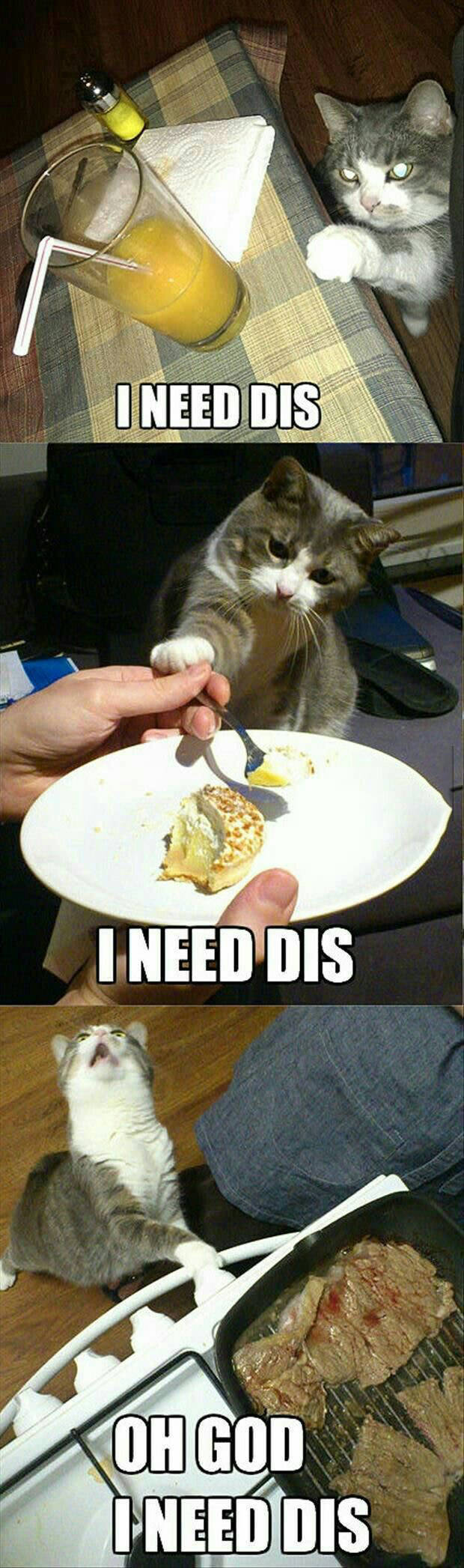 I Need Dis cat is always hungry.