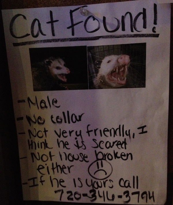 I Wonder If Anyone Ever Claimed Their Lost Cat. 
