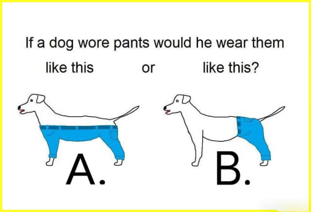 If a dog wore pants.