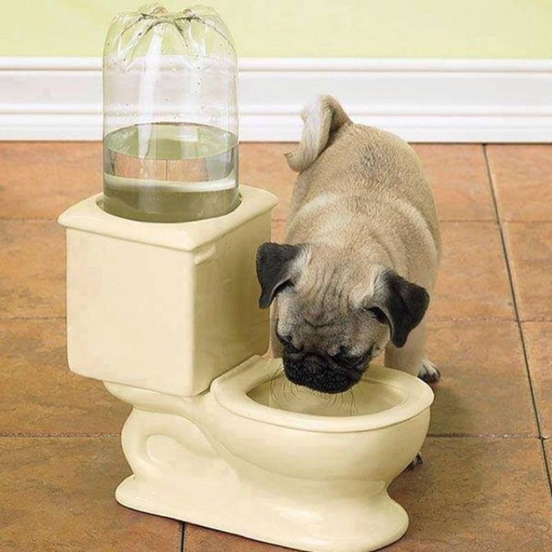 If your dog likes to drink out of the toilet, this water dish is for you.