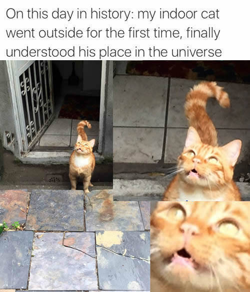 Indoor cat goes outside for the first time.