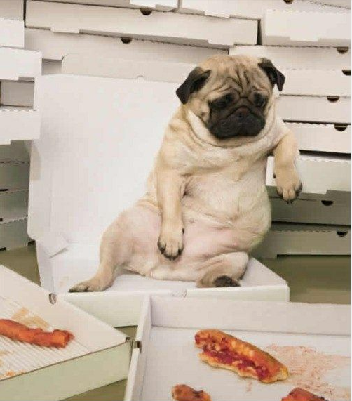 It looks like this Pug ate too much and is now paying the price.