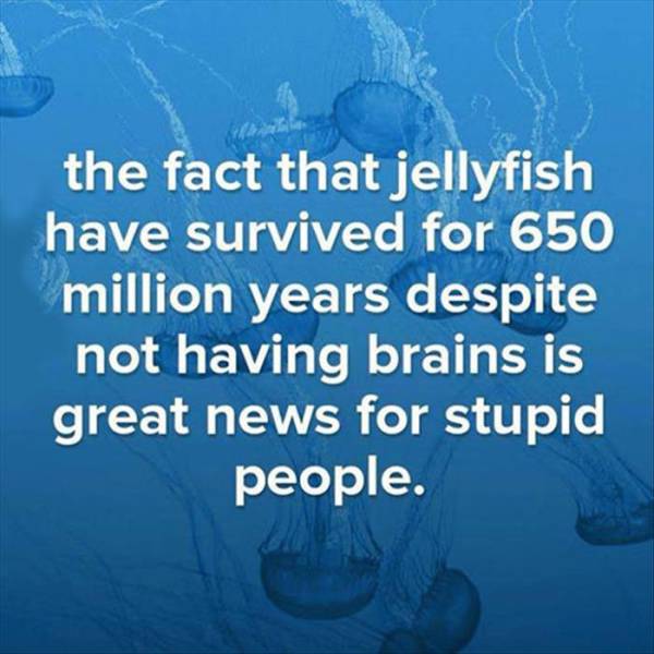 Jellyfish have survived with no brains and it is great news for stupid people.