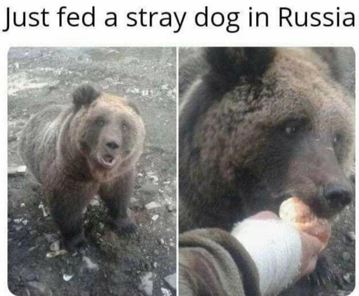 Just fed a stray dog in Russia.