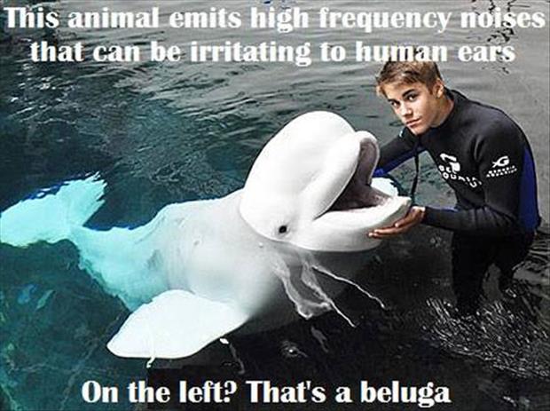 Justin Bieber And A Beluga Whale Are Very Similar.