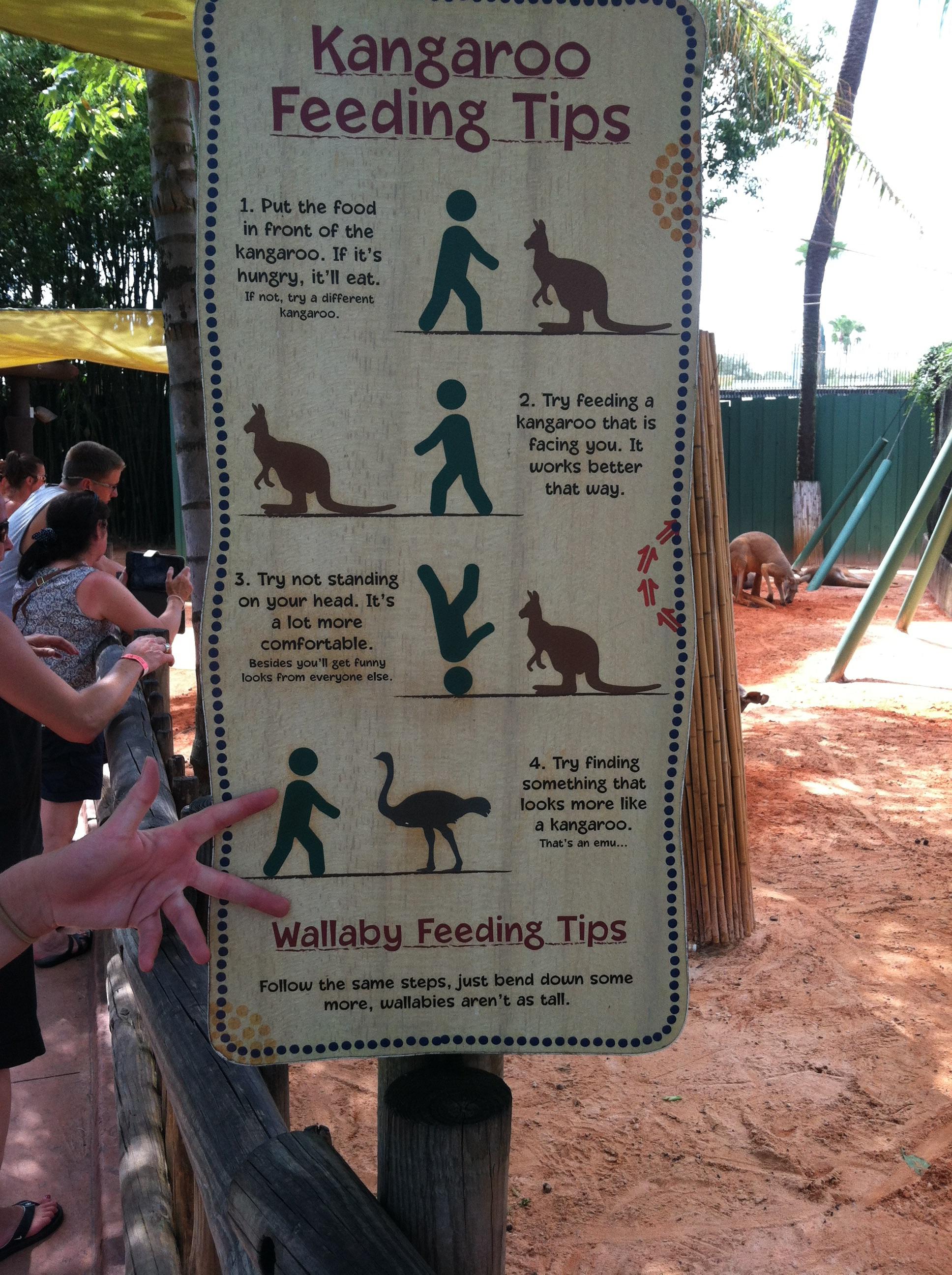 Kangaroo feeding tips for those who find it hard to walk and chew gum at the same time.