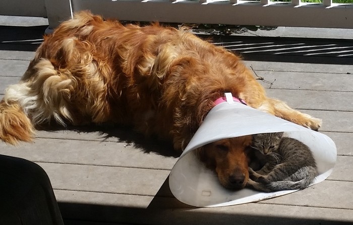Kitty hanging out with his buddy wearing a dog cone.