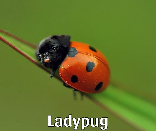 Ladybug + Pug = Ladypug