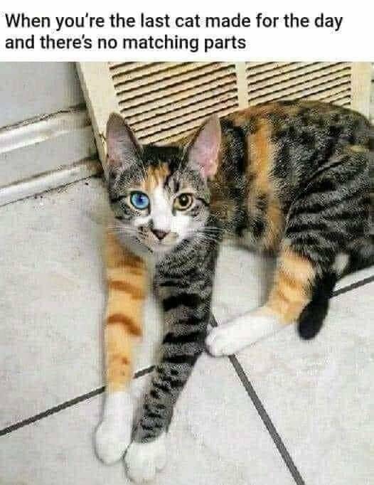 Last cat of the day.