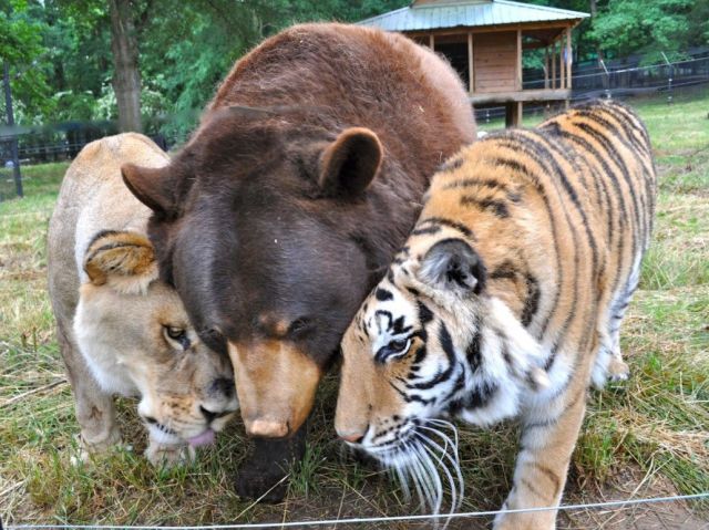 Lions and Tigers and Bears oh my!