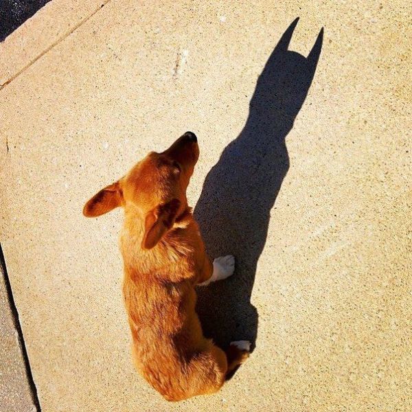 Little dog is actually batman in disguise.
