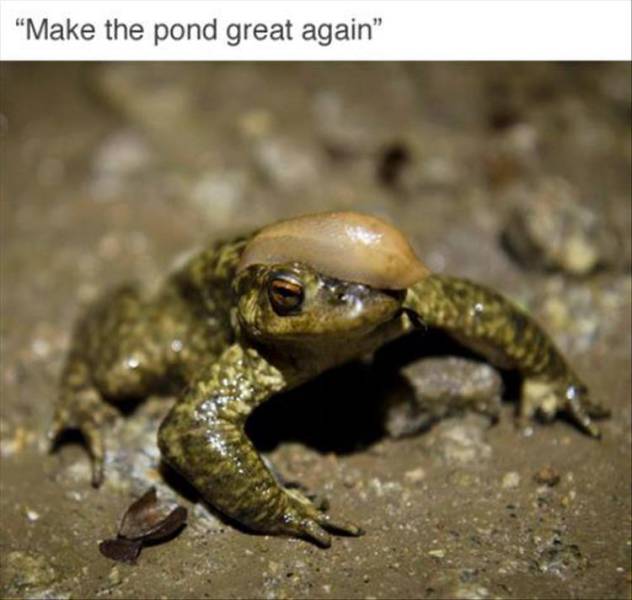 Make the pond great again.