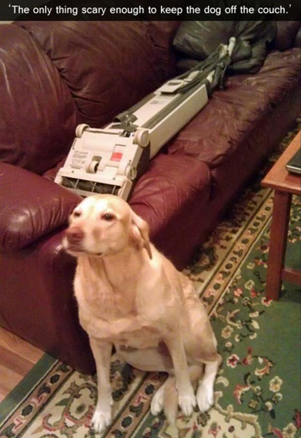 Use a  vacuum to keep your dog off the couch.