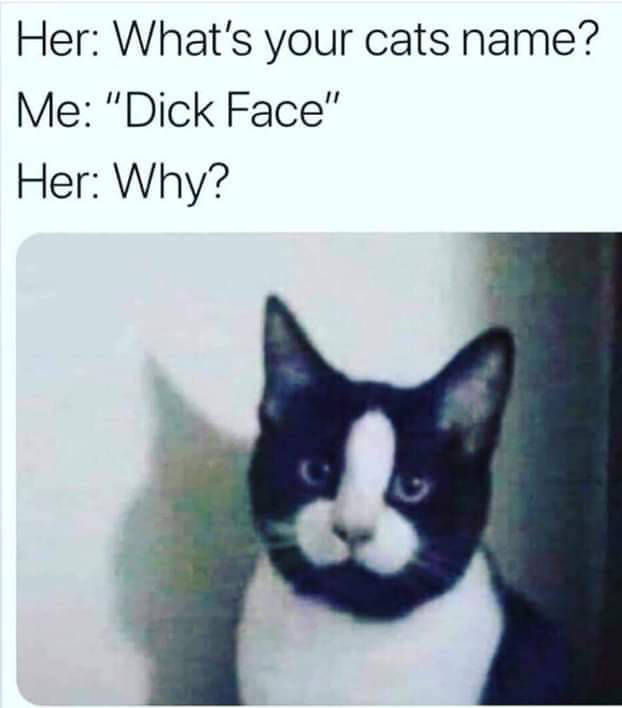 My cat's name is Dick Face.