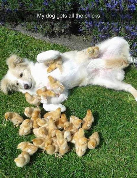 My dog gets all the chicks.