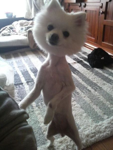 This cute little dog has an enormous head....or maybe it is just the hair cut.