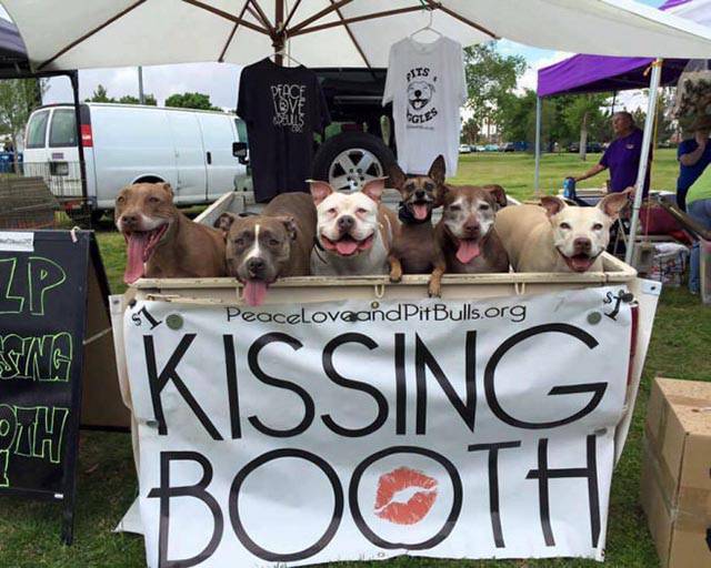 Pit bull kissing booth.
