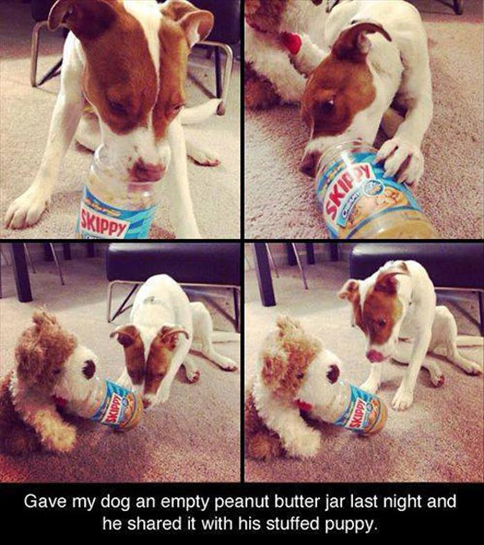 Polite dog shares a jar of peanut butter with his stuffed animal friend.