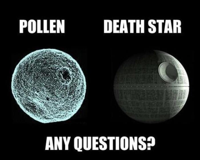 Pollen under a magnifying glass greatly resembles the Death Star,