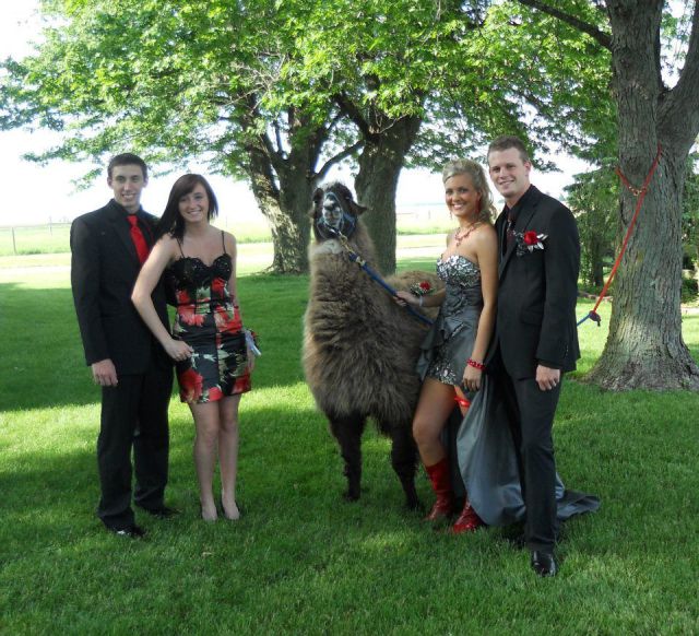 Posing with a Llama before prom is always a good idea