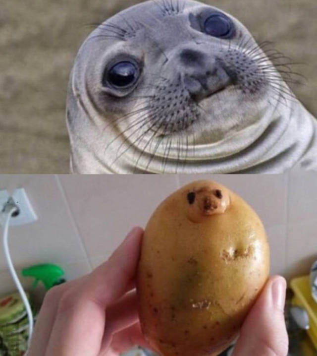 Awkward moment when you don't want to eat a potato because it looks like a cute seal.