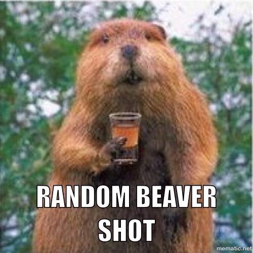 Random beavers shot.