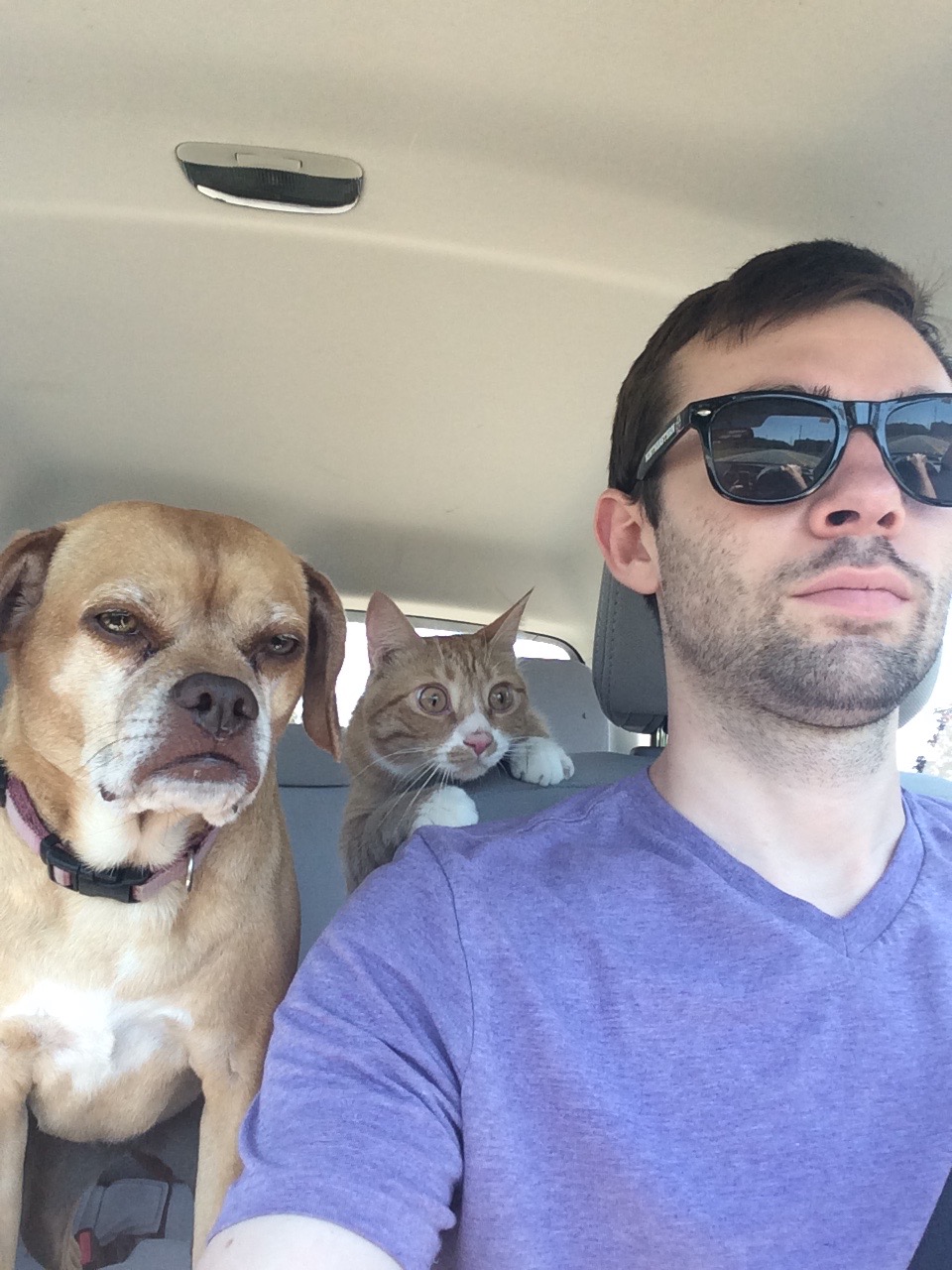 Road trip with two furry friends. The dog seems bored and the cat seems terrified.